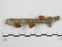 微皮傘屬藏品圖，第1張