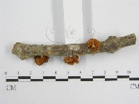 微皮傘屬藏品圖，第3張
