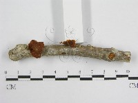 微皮傘屬藏品圖，第4張