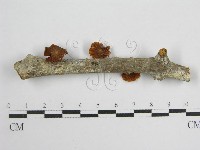 微皮傘屬藏品圖，第5張