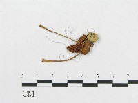 登錄號:F0011103藏品圖，第1張