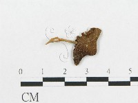 登錄號:F0011104藏品圖，第4張