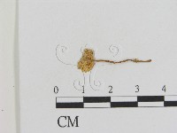 登錄號:F0011107藏品圖，第1張