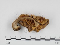 登錄號:F0011110藏品圖，第1張