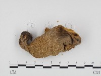 登錄號:F0011110藏品圖，第3張