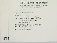 小菇屬藏品圖，第2張