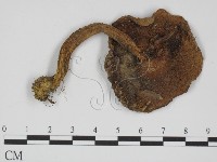 登錄號:F0011113藏品圖，第1張