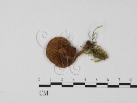 登錄號:F0011114藏品圖，第1張