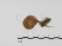 登錄號:F0011114藏品圖，第3張