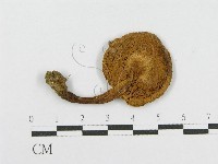 登錄號:F0011115藏品圖，第1張