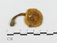 登錄號:F0011115藏品圖，第3張