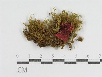 登錄號:F0011117藏品圖，第1張