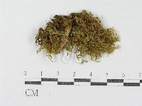 登錄號:F0011117藏品圖，第3張