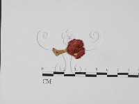 登錄號:F0011118藏品圖，第1張