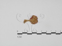 登錄號:F0011118藏品圖，第3張