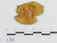 紅菇屬藏品圖，第3張
