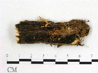 登錄號:F0011120藏品圖，第1張