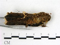 登錄號:F0011120藏品圖，第3張