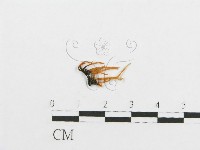 登錄號:F0011121藏品圖，第1張