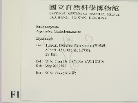小菇屬藏品圖，第2張
