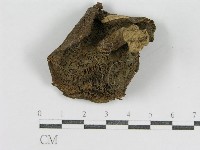登錄號:F0011125藏品圖，第1張