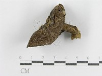 登錄號:F0011125藏品圖，第3張