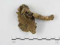 登錄號:F0011126藏品圖，第1張