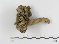 登錄號:F0011126藏品圖，第3張