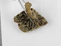 登錄號:F0011126藏品圖，第5張