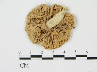 登錄號:F0011128藏品圖，第1張