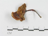 登錄號:F0011129藏品圖，第1張