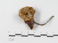 登錄號:F0011129藏品圖，第3張