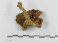 登錄號:F0011130藏品圖，第1張