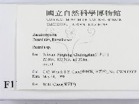 紅菇屬藏品圖，第2張