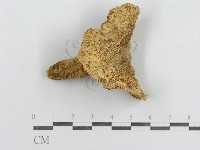 紅菇屬藏品圖，第1張