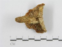 紅菇屬藏品圖，第3張