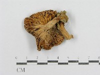 紅菇屬藏品圖，第3張