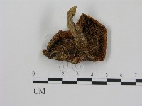登錄號:F0011133藏品圖，第3張