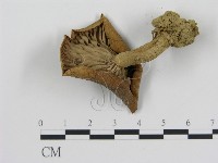 登錄號:F0011134藏品圖，第3張