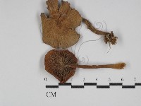 登錄號:F0011135藏品圖，第1張
