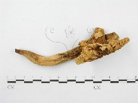 登錄號:F0011136藏品圖，第5張