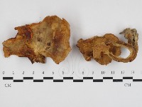 登錄號:F0011138藏品圖，第1張