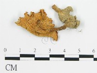 登錄號:F0011139藏品圖，第1張