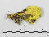 登錄號:F0011140藏品圖，第1張