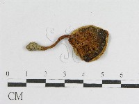 登錄號:F0011141藏品圖，第1張
