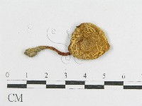 登錄號:F0011141藏品圖，第4張