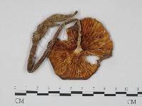 登錄號:F0011142藏品圖，第3張