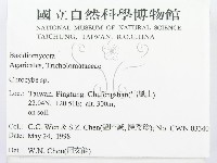 杯傘屬藏品圖，第2張