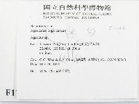傘菌屬藏品圖，第2張