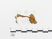 傘菌屬藏品圖，第1張